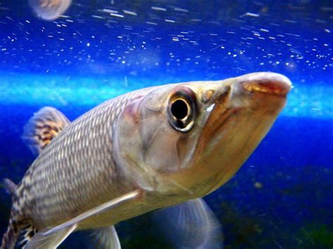 肉食魚種類|90㎝水槽で飼育できる肉食魚・古代魚・中型魚まとめ